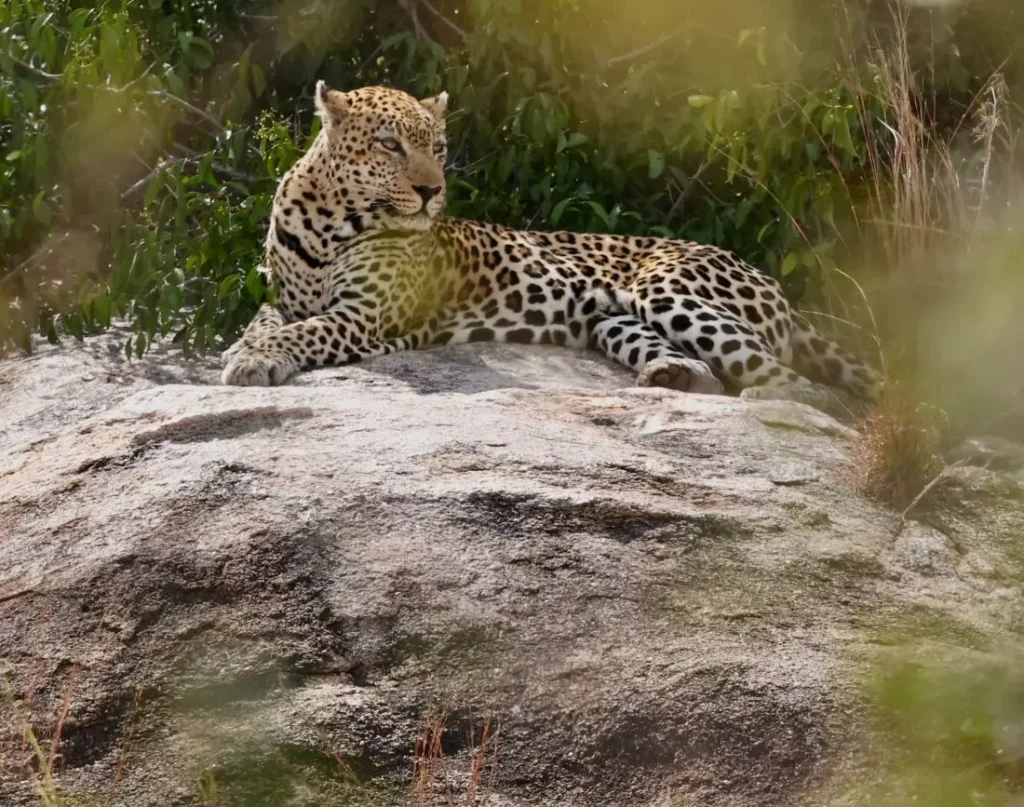 Mthunzi Kruger National Park Safari Tours Leopard