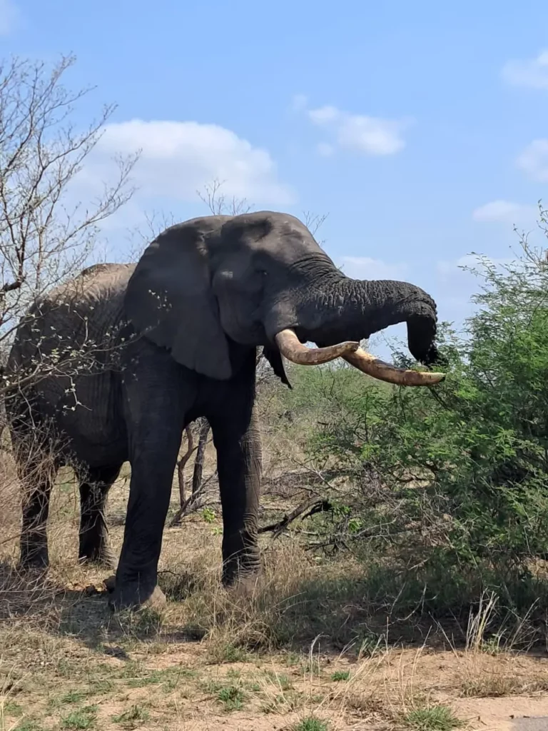 Mthunzi Kruger Park Safari Elephant