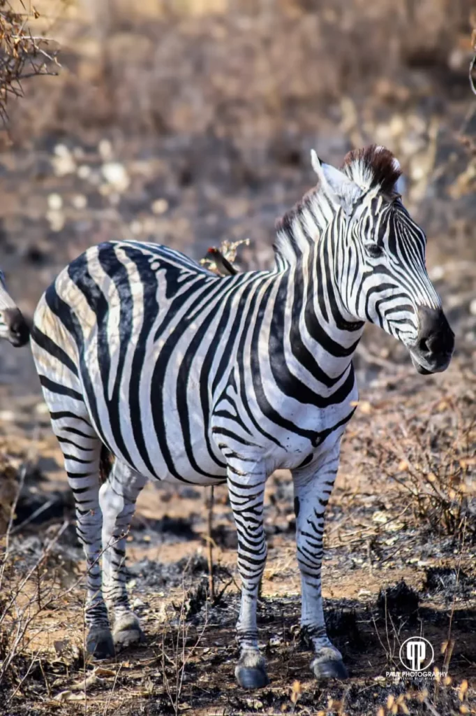 Mthunzi Kruger Park Safari Zebra