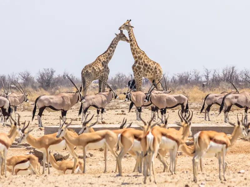 Mthunzi Kruger National Park private and exclusive one-day safari tours and guided game drives